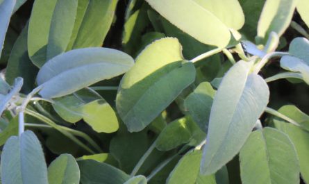 Begonia królewska – uprawa i pielęgnacja, rozmnażanie i podlewanie