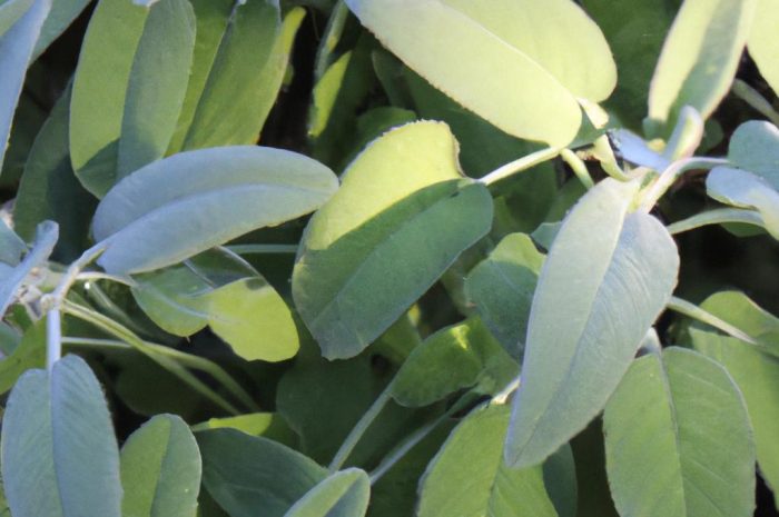 Szałwia lekarska – jakie ma właściwości? Poznaj cenne wykorzystanie tej rośliny!