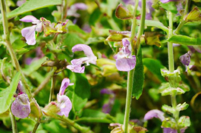 Szałwia muszkatołowa – roślina ozdobna o pięknym zapachy. Jak uprawiać ją w swoim ogrodzie?