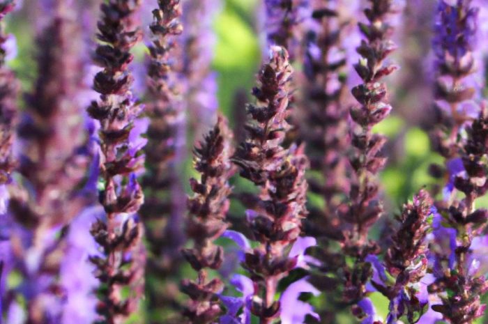 Szałwia omszona w ogrodzie – stanowisko, uprawa, podlewanie i nawożenie Salvia nemorosa