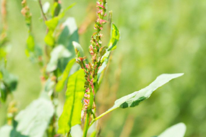 Szczaw polny – podstawowe informacje o Rumex acetosella