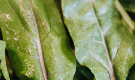 Begonia maculata – dlaczego wszyscy kochamy tę kropkowaną piękność?