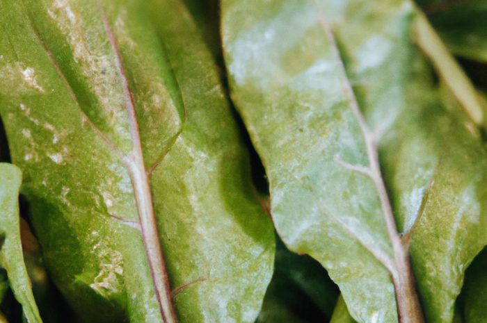 Szczaw zwyczajny (Rumex acetosa). Uprawa i właściwości