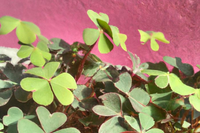 Szczawik trójkątny – koniczynka szczęścia w doniczce. Poznaj warunki uprawy