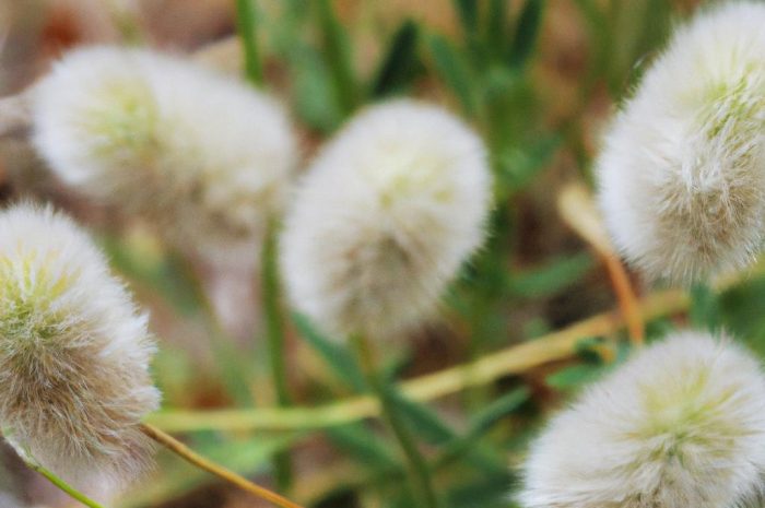 Szczawik zajęczy – jak uprawiać go w swoim ogrodzie? Jakie ma właściwości?