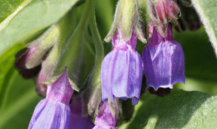 Begonia maculata – dlaczego wszyscy kochamy tę kropkowaną piękność?