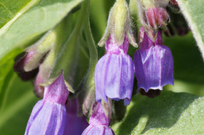 Szczeć pospolita – zdrowa roślina miododajna. Poznaj sekrety jej uprawy w przydomowym ogrodzie