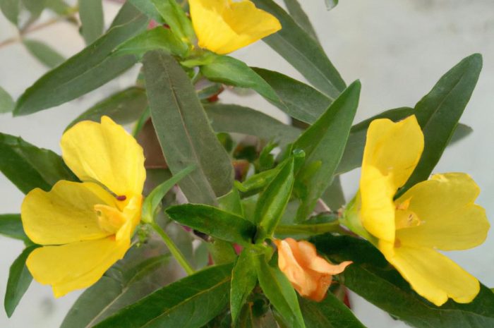 Szczodrzeniec – jak wygląda uprawa i pielęgnacja Chamaecytisus?