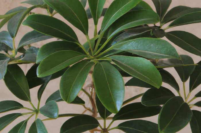 Szeflera drzewkowata – czy ta orientalna piękność ma wysokie wymagania?