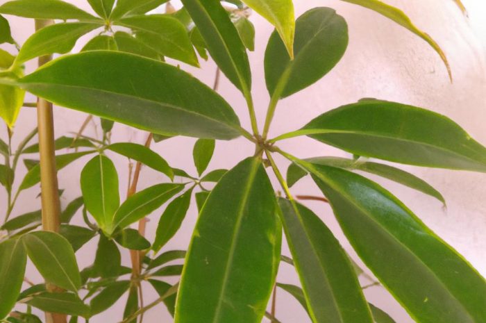 Szeflera parasolowata – duża i piękna roślina doniczkowa