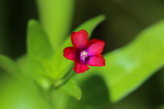 Szkarłatka amerykańska – urocza roślina ozdobna, czy irytujący chwast?