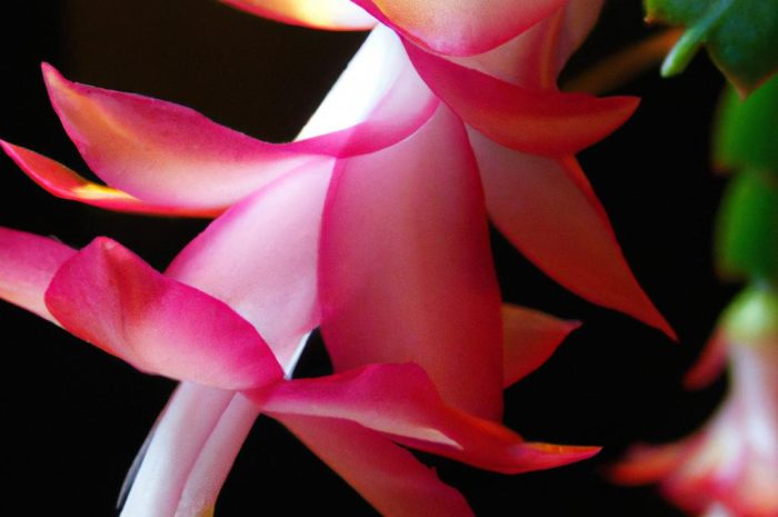 Szlumbergera, czyli kaktus bożonarodzeniowy. Uprawa i rozmnażanie w warunkach domowych