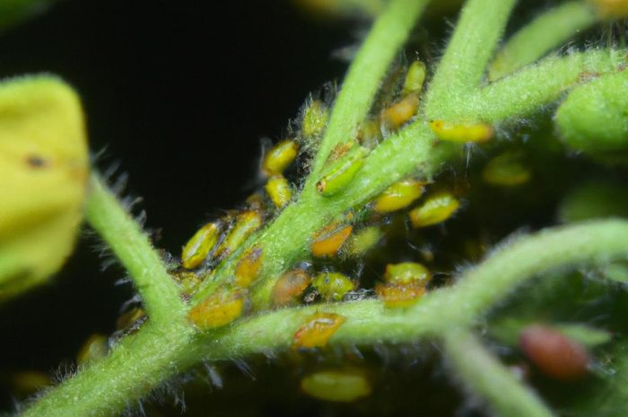 Szpeciel – koszmar ogrodnika. Sprawdź, jak zwalczać roślinożerne roztocza!