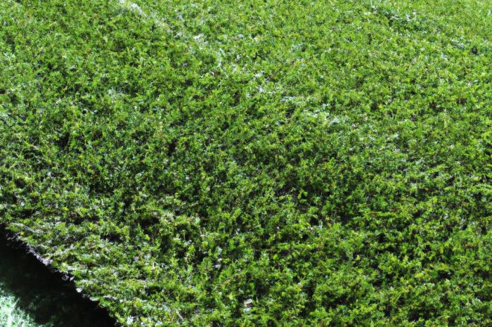 Sztuczna trawa na zewnątrz – czy to dobry pomysł? Jak zamontować sztuczny trawnik?