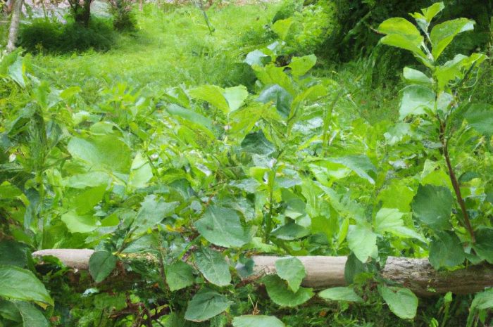 Szybko rosnące drzewa do ogrodu – najlepsze gatunki