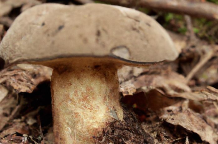 Szyszkowiec łuskowaty – grzyb z rodziny borowikowatych