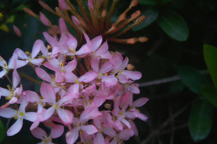 Tamaryszek drobnokwiatowy – wszystko, co musisz o nim wiedzieć