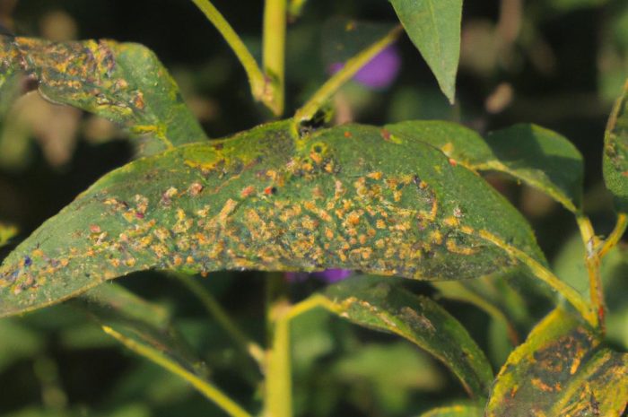 Tarczniki to groźne szkodniki roślin doniczkowych. Poznaj domowe sposoby zwalczania tych uciążliwych owadów!