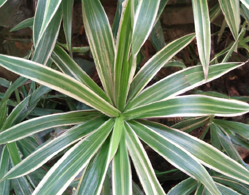 Bergenia – niewymagająca roślina ozdobna. Gdzie sadzić i jak pielęgnować bergenię?