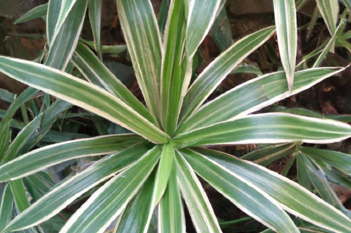 Tarczownica tarczowata – charakterystyka, pielęgnacja i uprawa. Sadzonki Darmera peltata w warunkach ogrodowych.