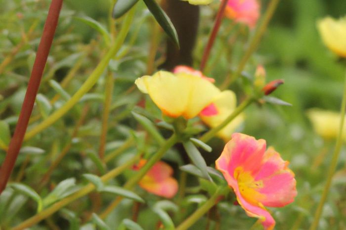 Tasznik pospolity – jak zwalczać popularny chwast? Sprawdzone metody na ziele tasznika oraz…zastosowanie zdrowotne!