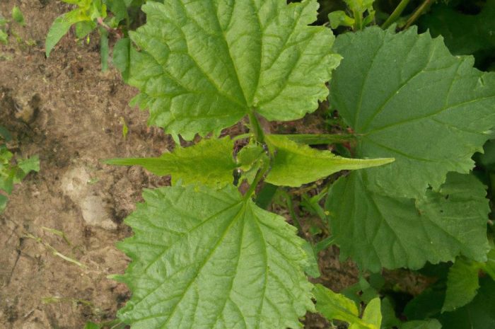 Tatarak zwyczajny – roślina o wyjątkowych właściwościach. Jakiej pielęgnacji wymaga?