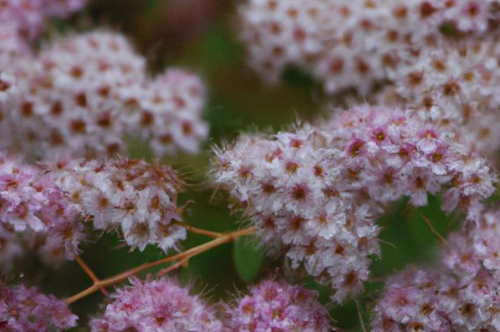 Tawlina jarzębolistna „Sem” – jakich warunków uprawy wymaga ta roślina miododajna? Skąd można wziąć sadzonki Sorbaria sorbifolia?