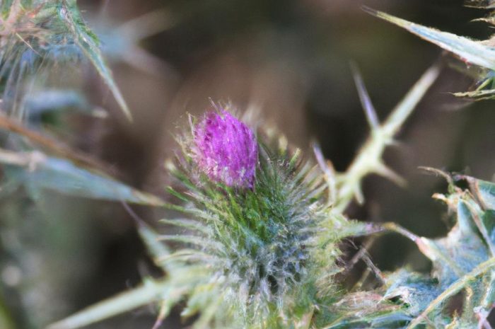 Tawuła szara – ogrodowa uprawa bez tajemnic. O czym należy pamiętać, pielęgnując i rozmnażając tawułę?
