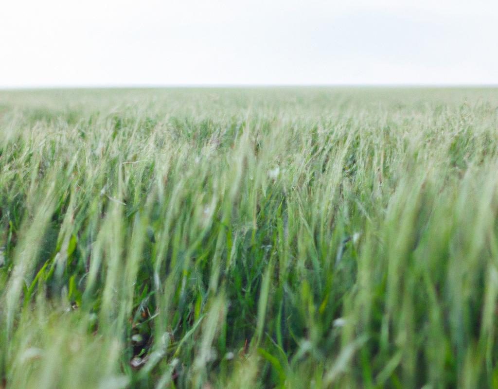 Bez czarny zwany dzikim bzem – charakterystyka, uprawa. Bez a lilak pospolity