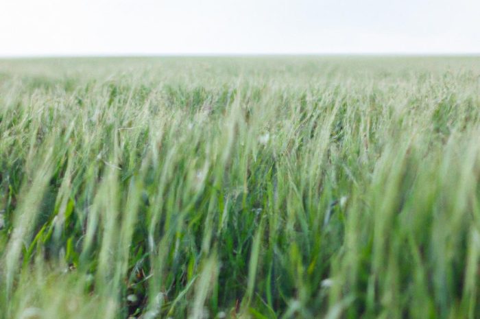 Tawuła wczesna – uprawa, wymagania, pielęgnacja