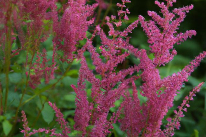 Tawułka Arendsa – zasady uprawy i sadzenia Astilbe arendsii. Które ciekawe odmiany tawułek najlepiej wybrać?