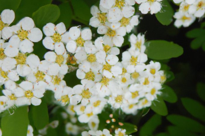 Tawuła brzozolistna – uprawa, pielęgnacja i rozmnażanie