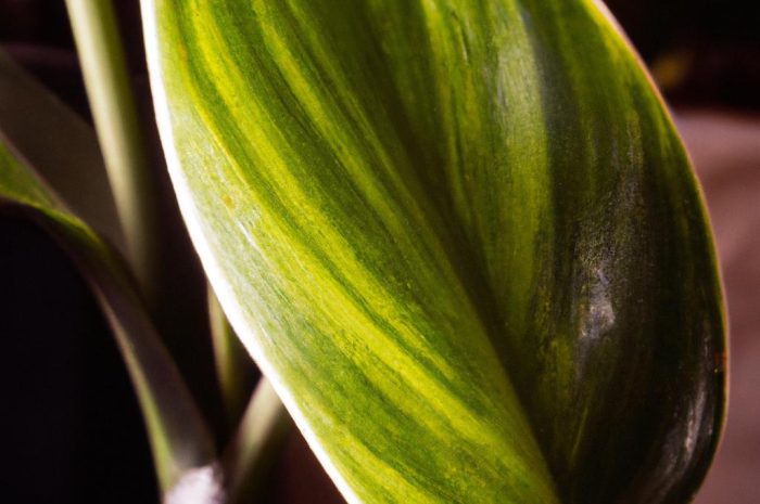 Tawuła van Houtte’a – wymagania, uprawa i pielęgnacja