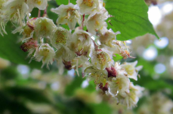 Tawuła – sadzenie, uprawa i pielęgnacja kwitnących krzewów