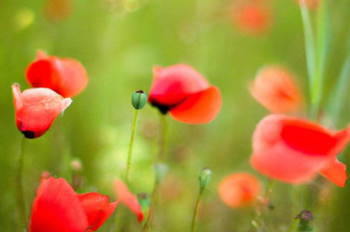 Tobołki polne – poznaj bliżej te ciekawe rośliny!