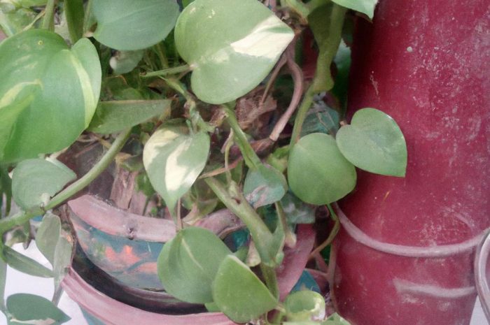 Tojeść rozesłana – jak rośliną nazywaną pieniążkiem można przyozdobić ogród?