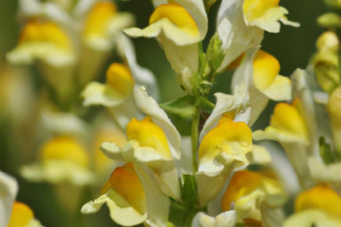 Tojeść kropkowana – wieloletnia bylina o uroczych żółtych kwiatach. O czym trzeba pamiętać przy jej uprawie?