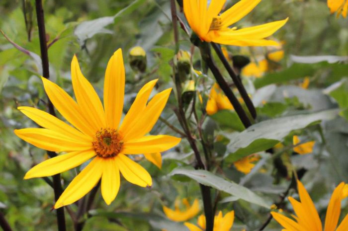 Topinambur – uprawa rośliny ozdobnej