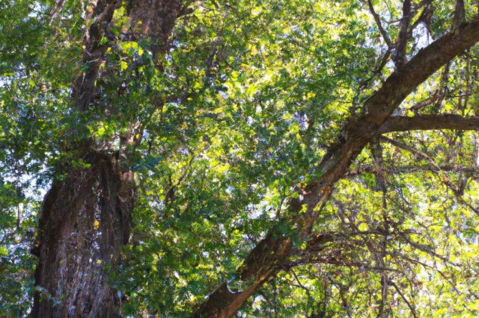 Topola (Populus L.) uznawana jest za jedno z bardziej alergizujących drzew. Czy warto ją uprawiać w ogrodzie?