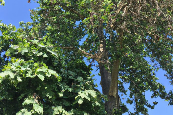 Topola czarna – uprawa populus nigra w ogrodzie. Sadzonki, odmiana i pielęgnacja