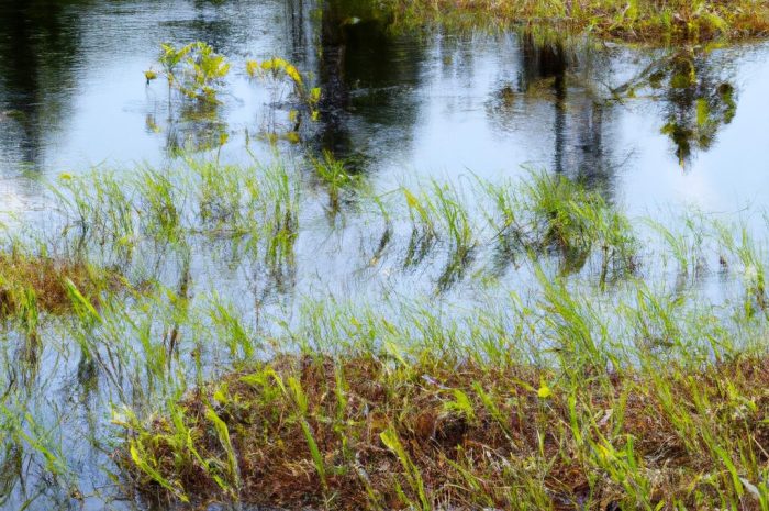 Torfowiec – jego uprawa pomaga rosnąć innym roślinom