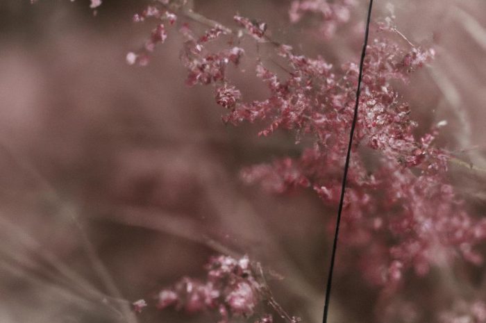 Trawa Red Baron – poznaj modną imperatę cylindryczną