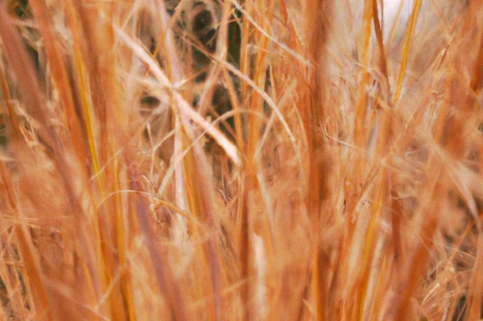 Trawa Vertigo – zimowanie rozplenicy słoniowej pochodzącej z Afryki