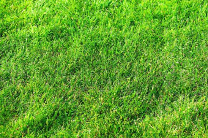 Trawa gazonowa – zielony dywan najwyższej jakości dla bardzo wymagających