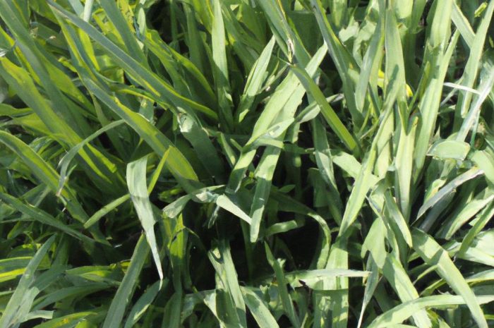 Trawa hakonechloa smukła (bambusowa) – wszystko, co powinieneś wiedzieć!