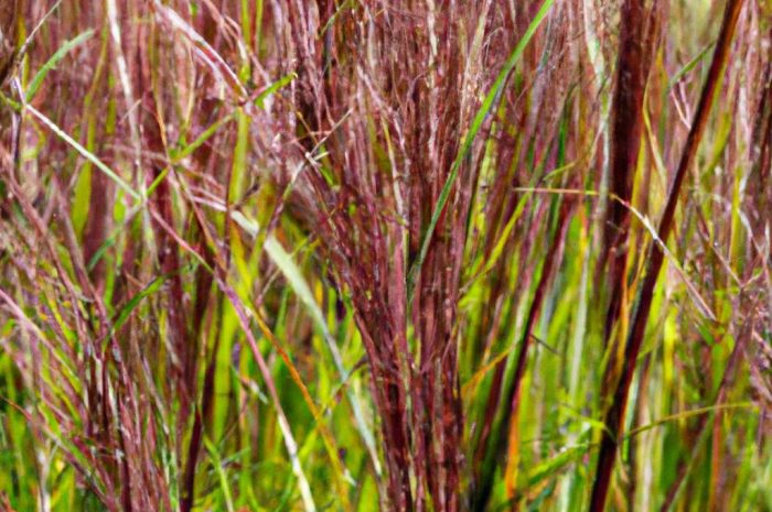 Trawa jednoroczna – poznaj wyjątkowe gatunki traw ozdobnych! Jaką wybrać do ogrodu? Sprawdź!