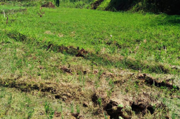 Trawa na suche tereny. Sprawdź, jaki gatunek wybrać do tak specyficznych warunków uprawy