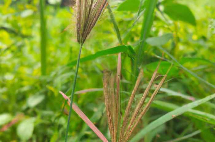 Trawa niedźwiedzie futro po zimie. Jak zadbać o kostrzewę miotlastą?