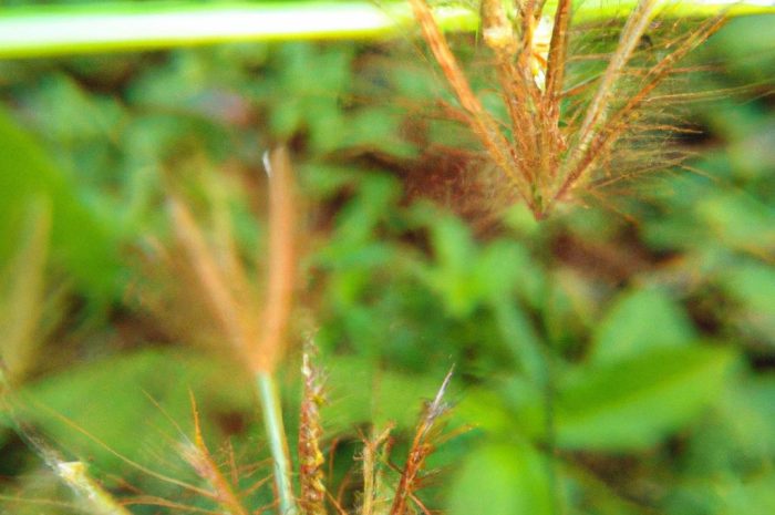 Trawa ostnica cieniutka zwana Pony Tails – zwiewna ozdoba ogrodu