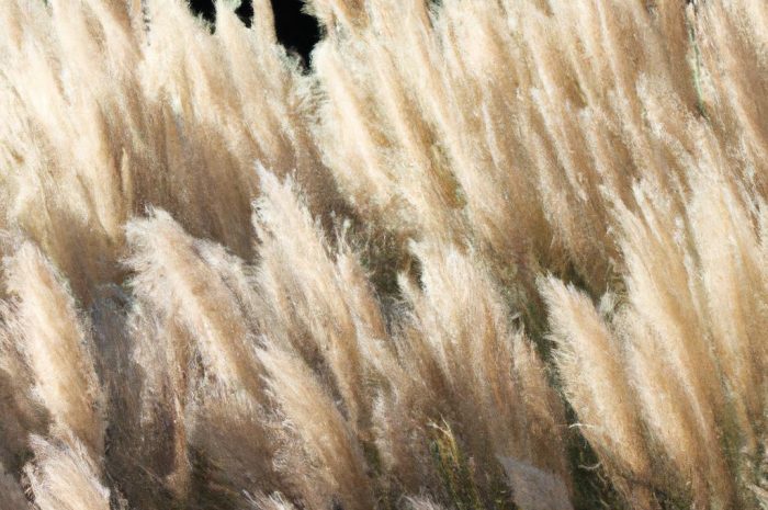 Trawa pampasowa – kiedy odbija po zimie i ponownie stanowi ozdobę ogrodu?